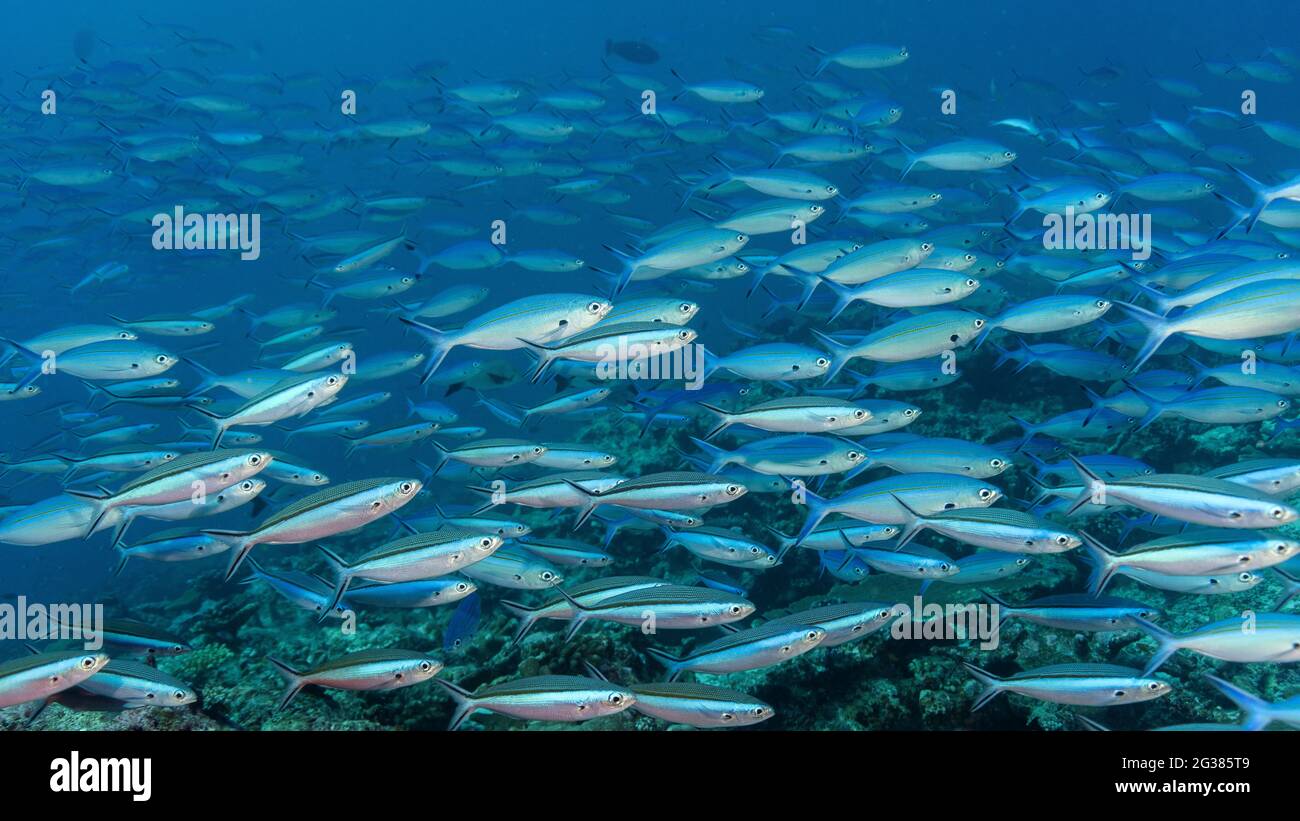 Fusilier sottile-foderato, caesio varilineata, e Blue-dash fusilier, piastrella pterocaesio, nelle Maldive Foto Stock