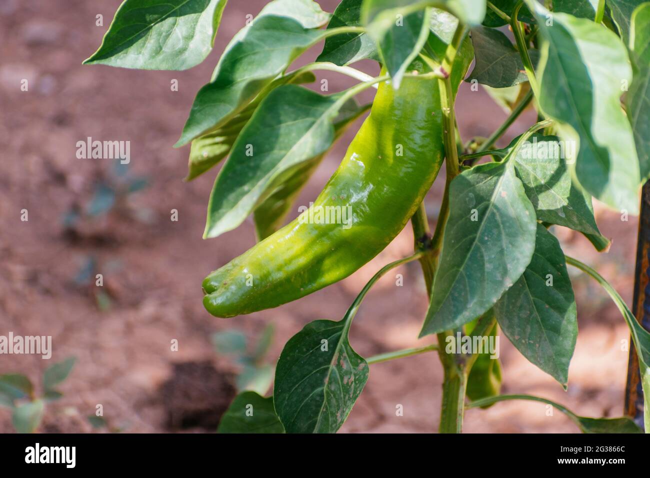 Il peperone, noto anche come peperone dolce, pepe o capsicum, è il frutto di piante del gruppo cultivar di Grossum della specie Capsicum annuum. Foto Stock