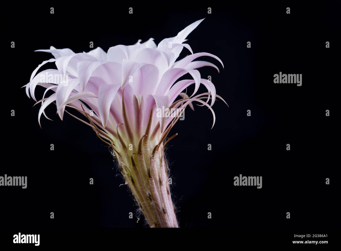 Echinopsis oxygona Foto Stock