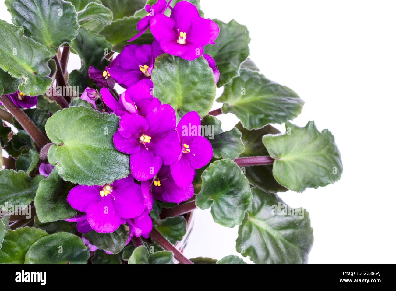 Viola odorata fiori isolati su bianco Foto Stock