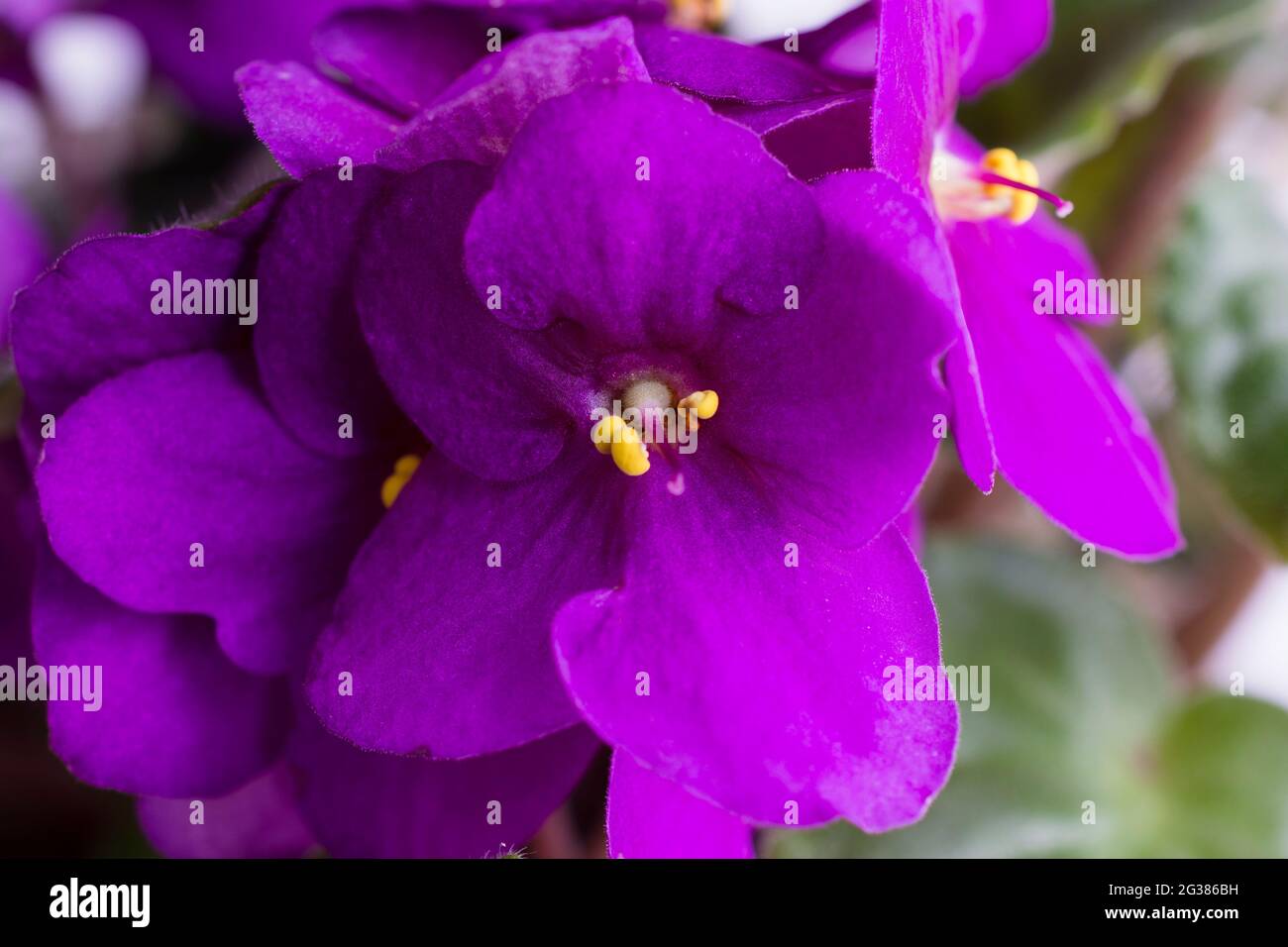 Viola odorata fiori isolati su bianco Foto Stock