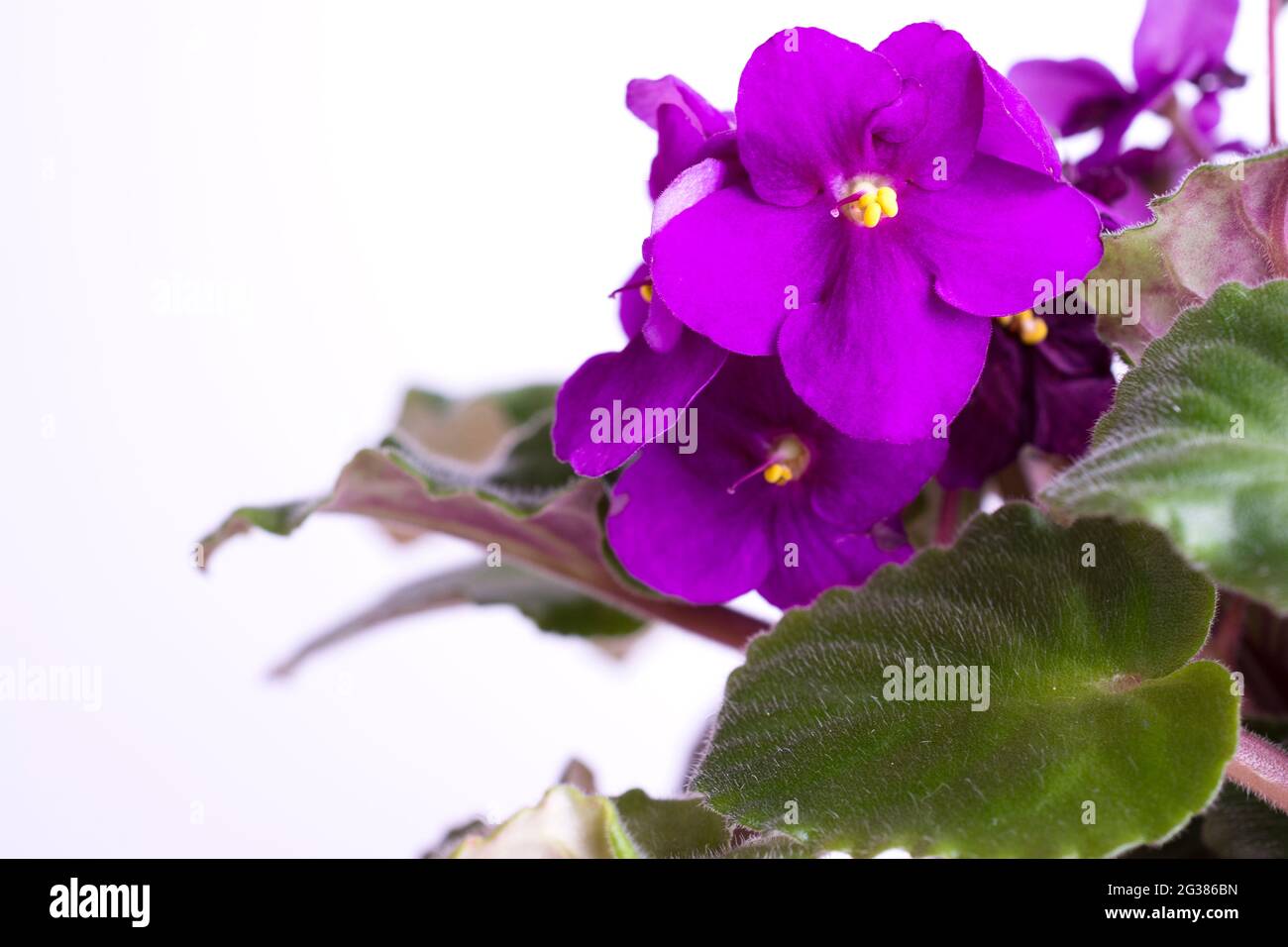 Viola odorata fiori isolati su bianco Foto Stock