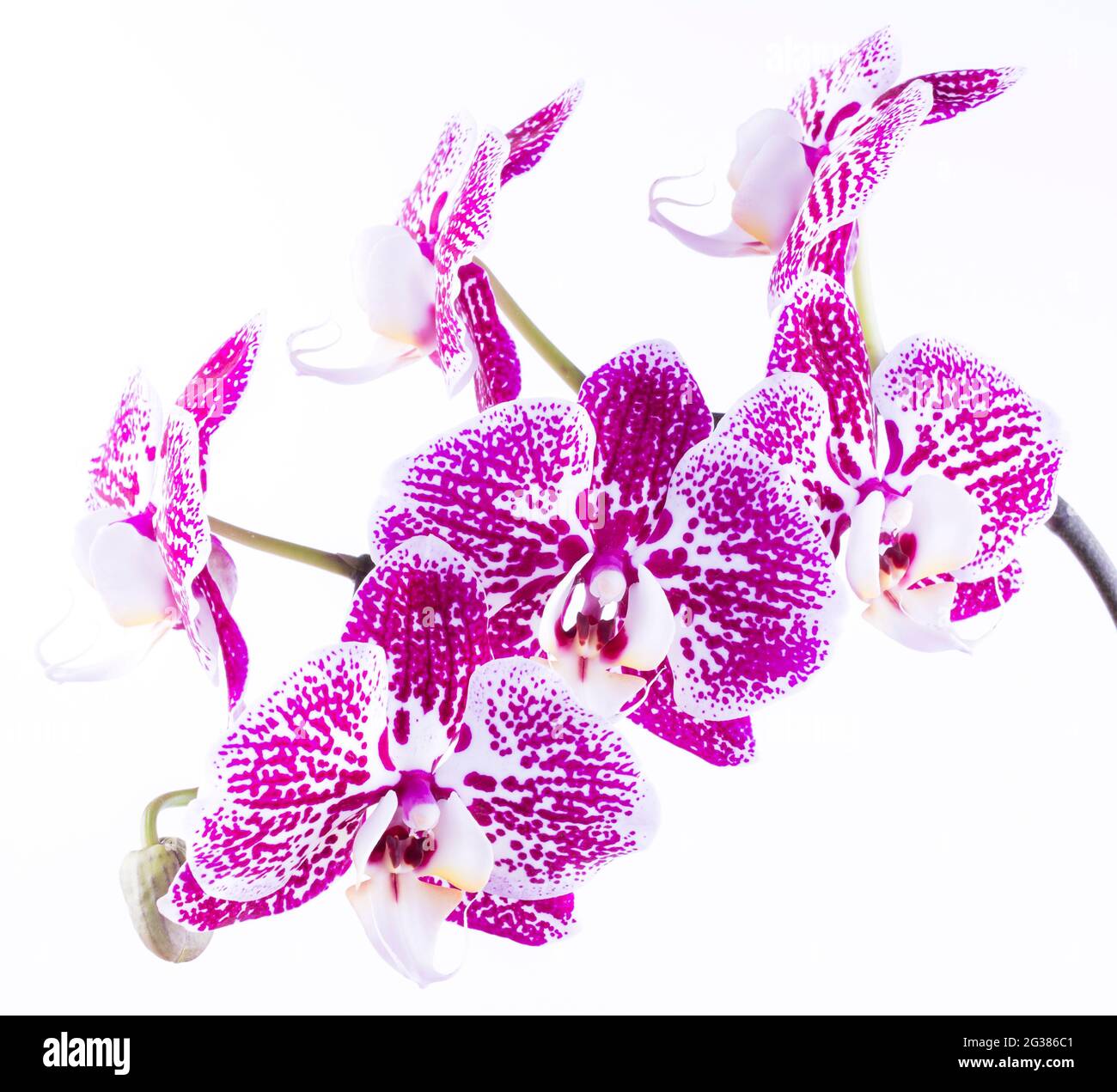 Orchidea. Il genere Phalaenopsis è un genere di piante appartenenti alla famiglia delle Orchiidaceae. Foto Stock