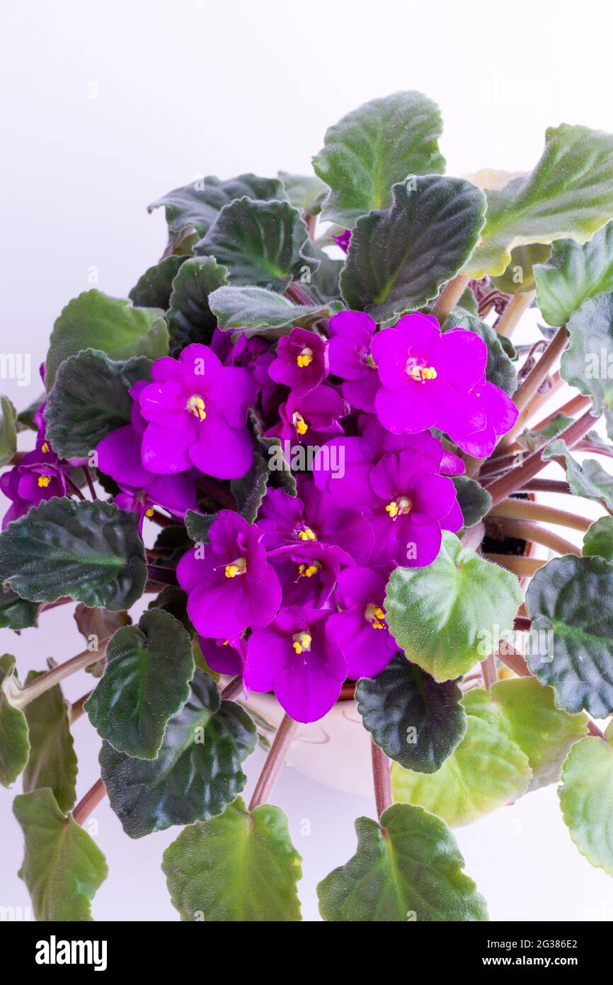 Viola odorata è una specie di violetta, genere Viola. È originaria dell'Europa e dell'Asia. È comunemente noto come Sweet Violet, English Violet, Common Viol Foto Stock