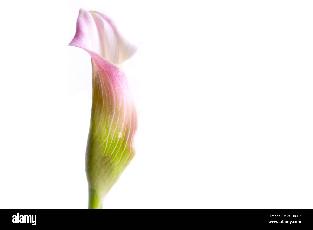 Zantedeschia aethiopica, comunemente conosciuta come giglio di calla e giglio di arum, è una specie di pianta fiorente della famiglia Araceae, originaria dell'Africa meridionale Foto Stock