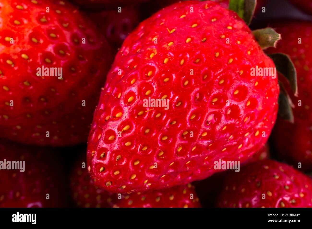 Fragola rossa fresca. Fragaria genere di piante da fiore della famiglia delle rose, Rosaceae, comunemente noto come fragole per i loro frutti commestibili. Là un Foto Stock