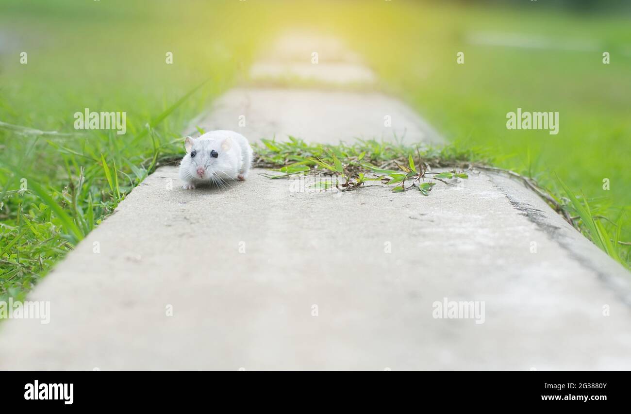 Criceto inverno bianco correre su cemento Foto Stock