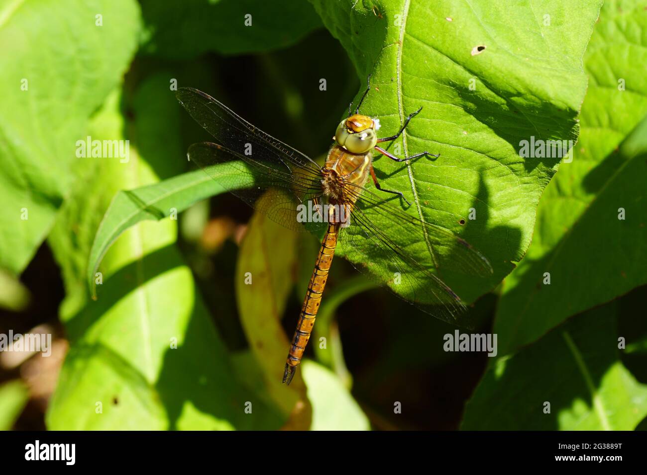 Falco dagli occhi verdi, falco di Norfolk (Aeshna isoceles) dei falchi di famiglia (Aeshnidae), che si aggrava alle foglie. Primavera in un giardino olandese. Giugno Foto Stock