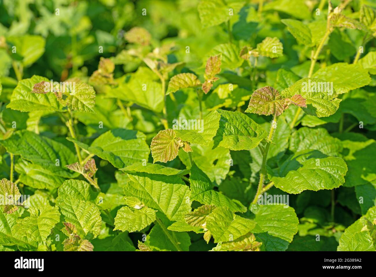 Foglie giovani della nocciola comune, Corylus avellana Foto Stock