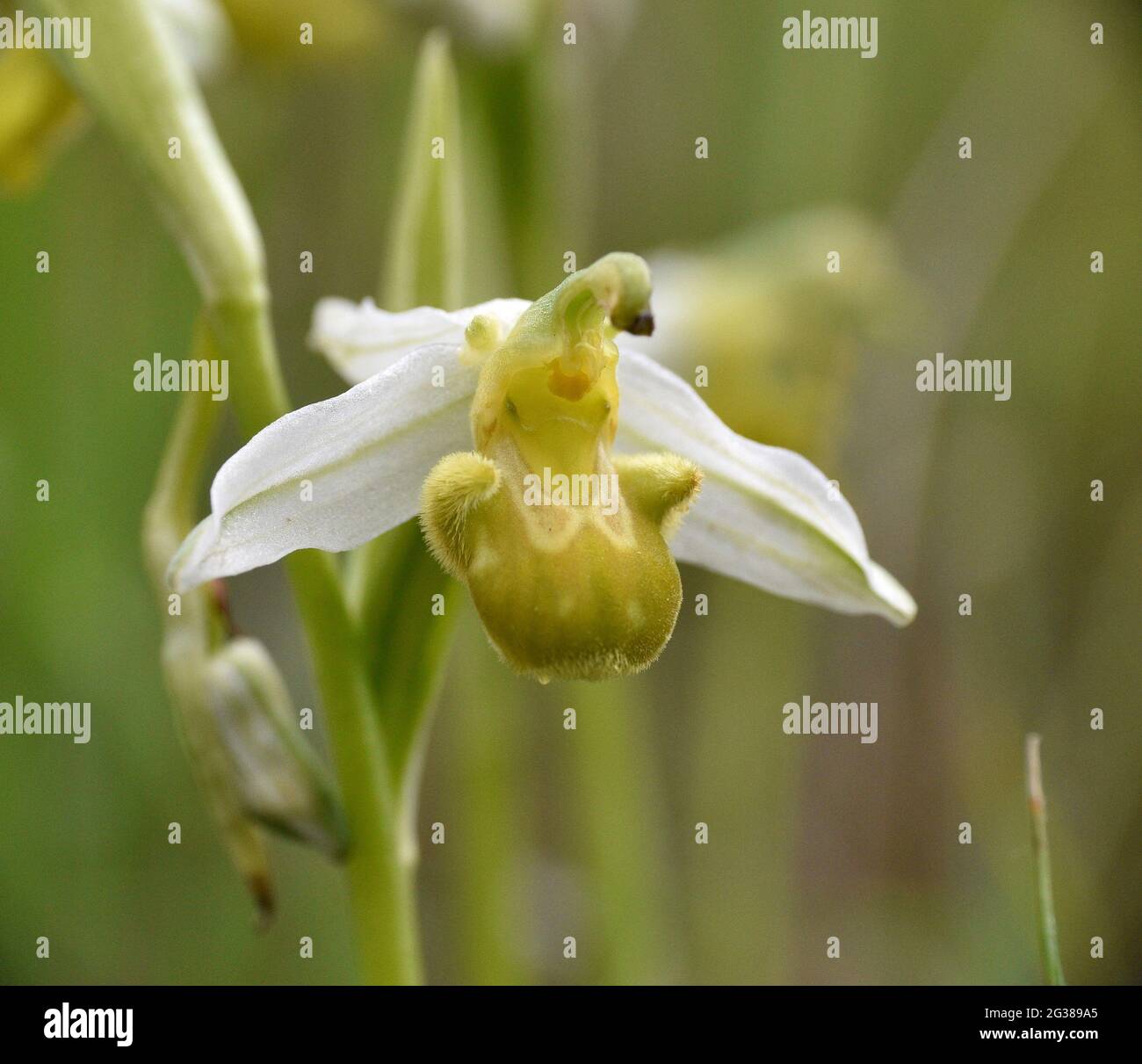 Ape Orchidea fiore (Ophrys apifera chlorantha). Situato in vecchie terrazze agricole a la Rioja, Spagna. Foto Stock