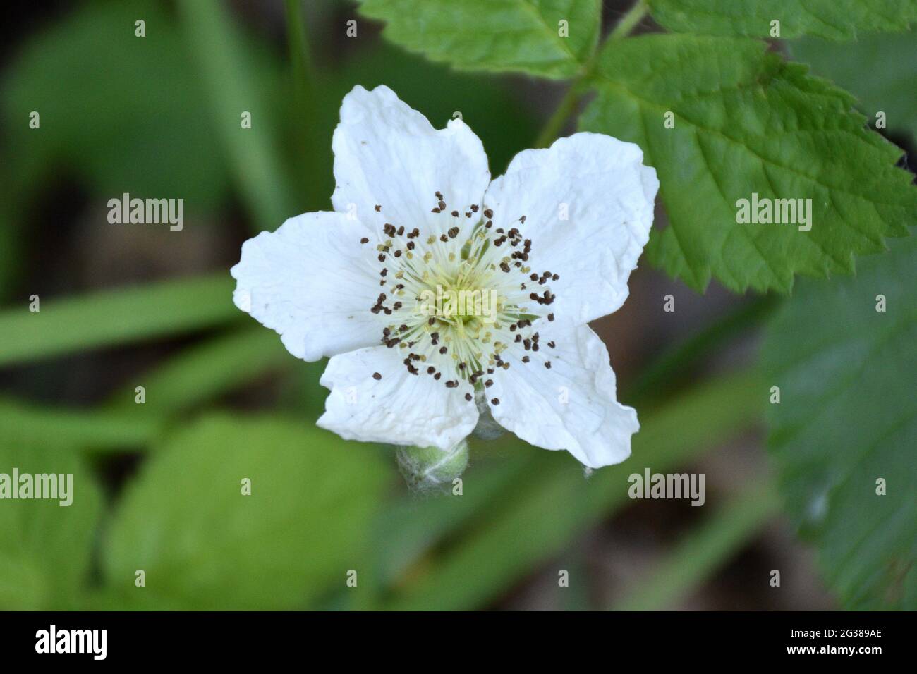 Fiore bianco di cespuglio di voliera (Rubus caesius). Situato ai margini di una strada rurale a Munilla, la Rioja, Spagna. Foto Stock