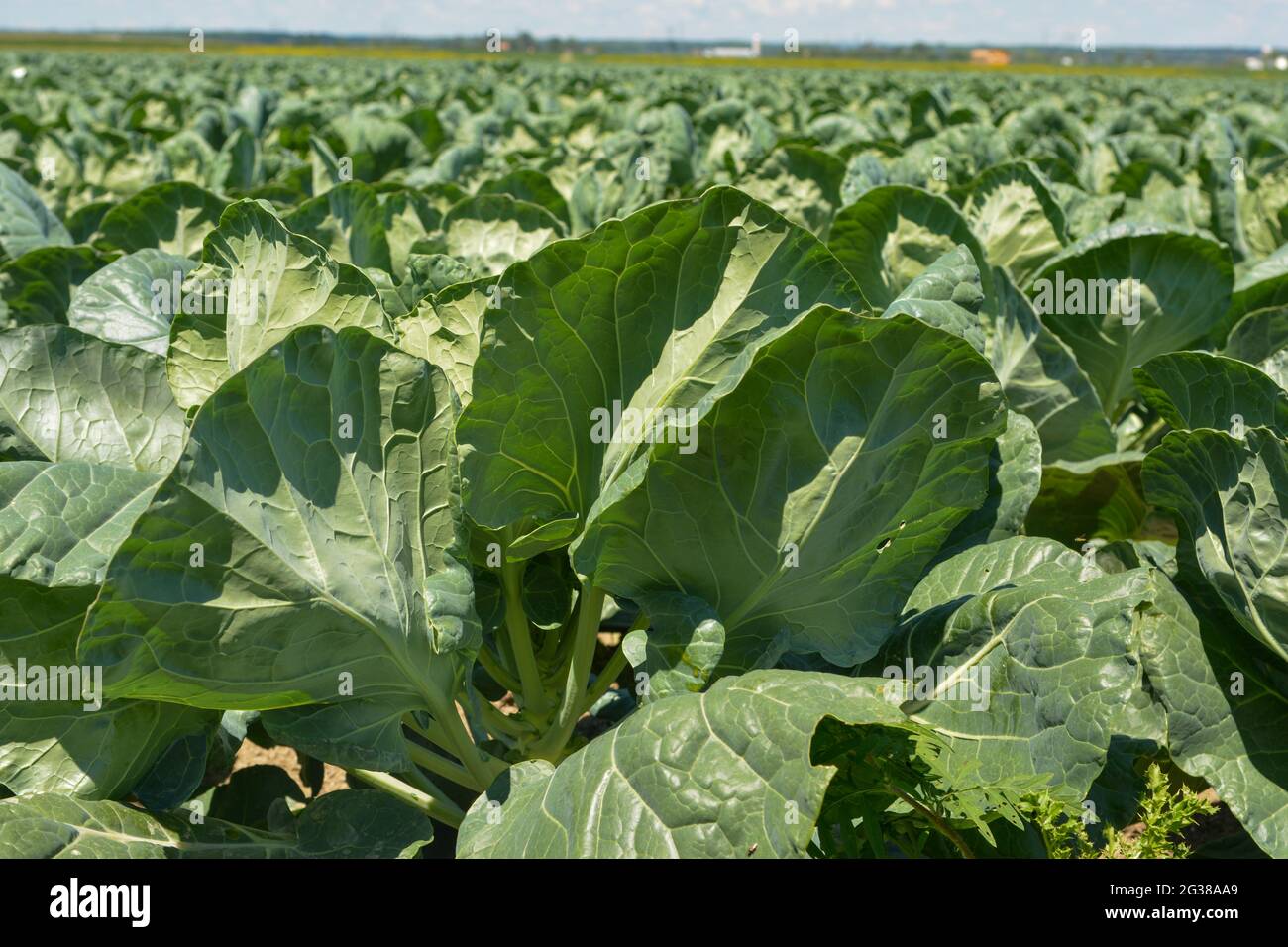 Cavolo verde in Quebec Canada Foto Stock