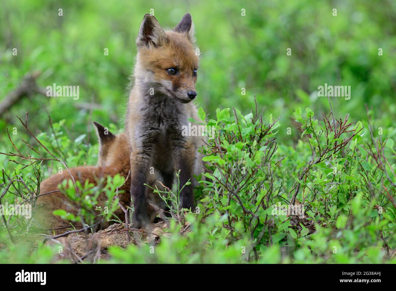 Una giovane Red Fox seduta in cespugli di mirtilli. Foto Stock