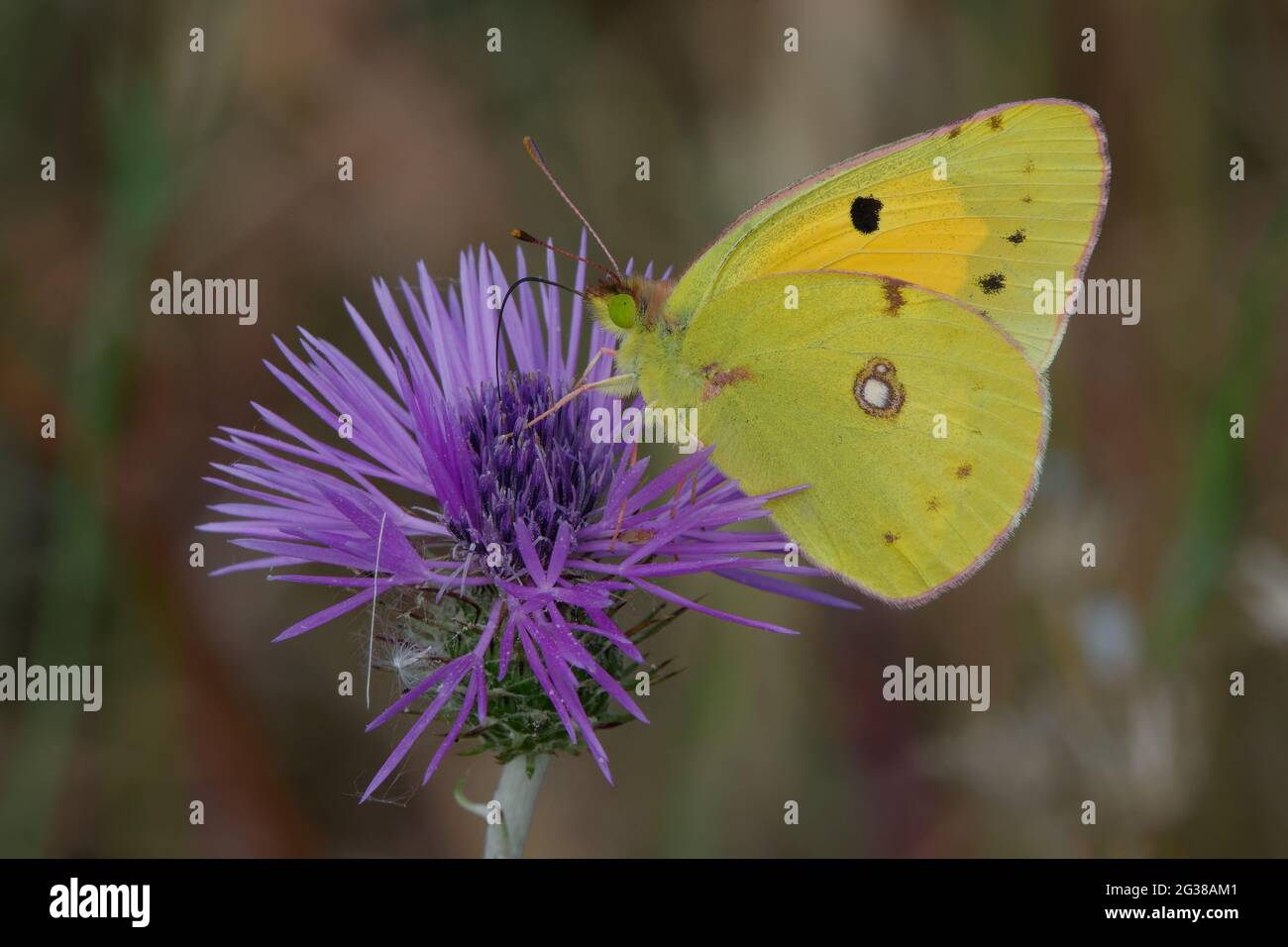 Giallo nuvoloso (Colias croccea) su un fiore Foto Stock