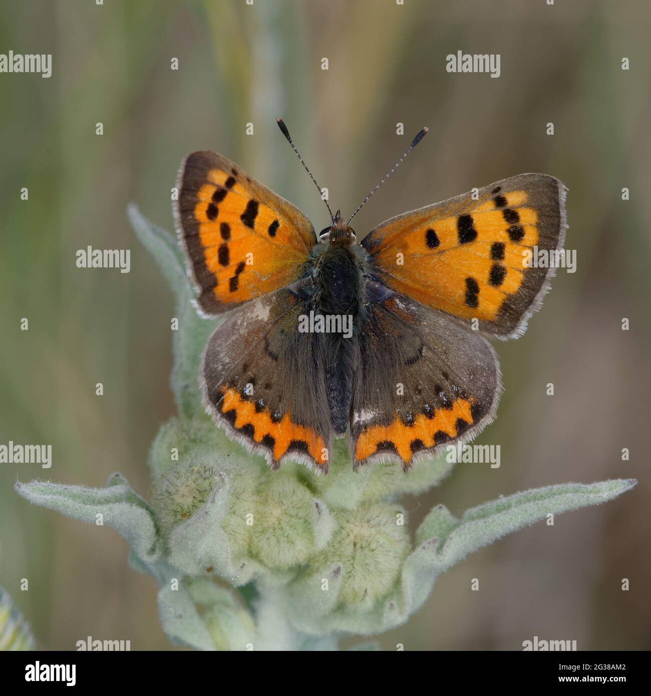 Rame piccolo o rame comune (Lycaena phlaeas) Foto Stock