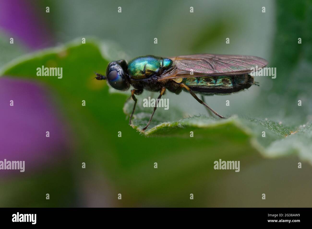 Soldato volare (Chloromyia formosa) su una foglia Foto Stock