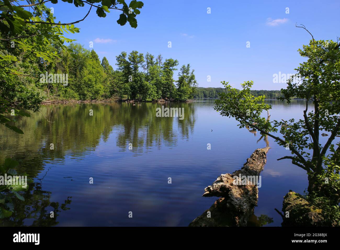 Vista panoramica sul lago tedesco con la foresta e le radici degli alberi in acqua in estate contro il cielo blu - Krickenbecker visto (glabbacher bruch), Nettetal, Germania Foto Stock