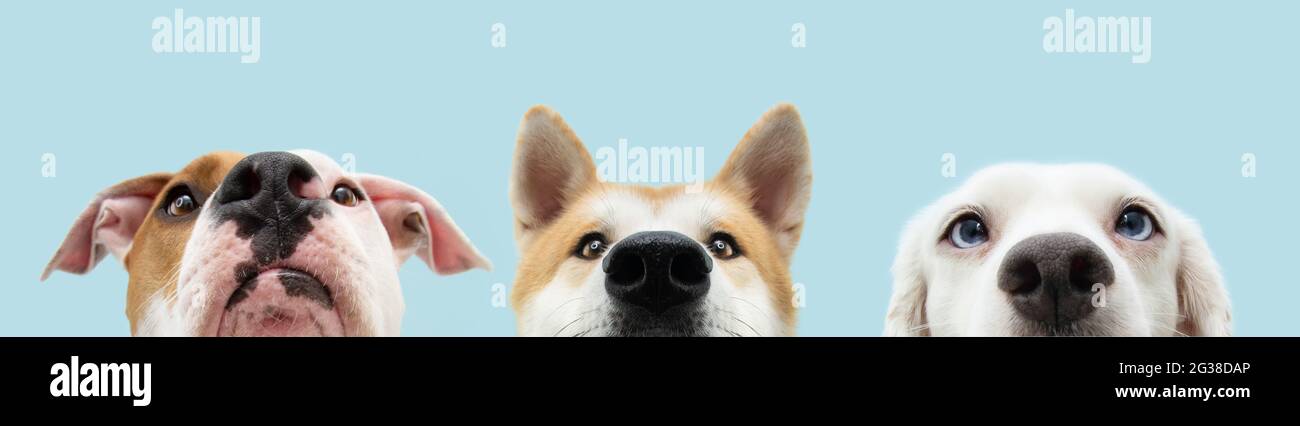 Banner primo piano tre cani in pelle testa. Isolato su sfondo blu. Foto Stock