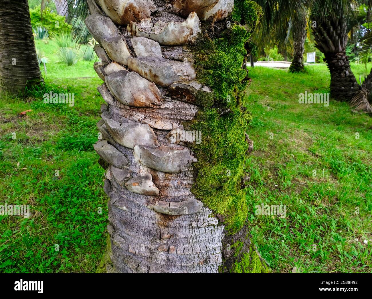 Muschio, lichene, edera sulla corteccia di palma. Foto Stock