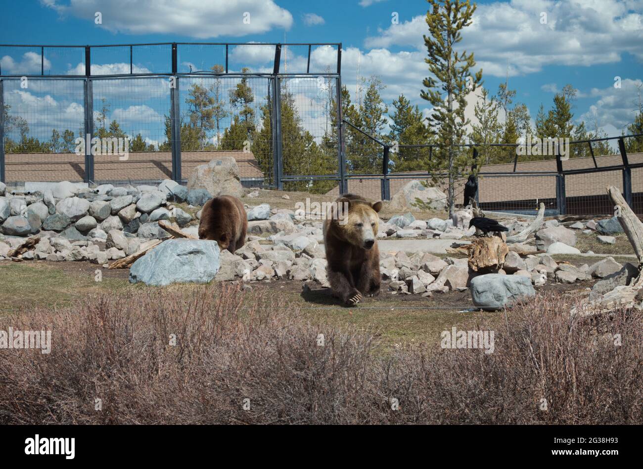 Bella vista di orsi grizzly con corvo nero in uno zoo sotto un cielo nuvoloso Foto Stock