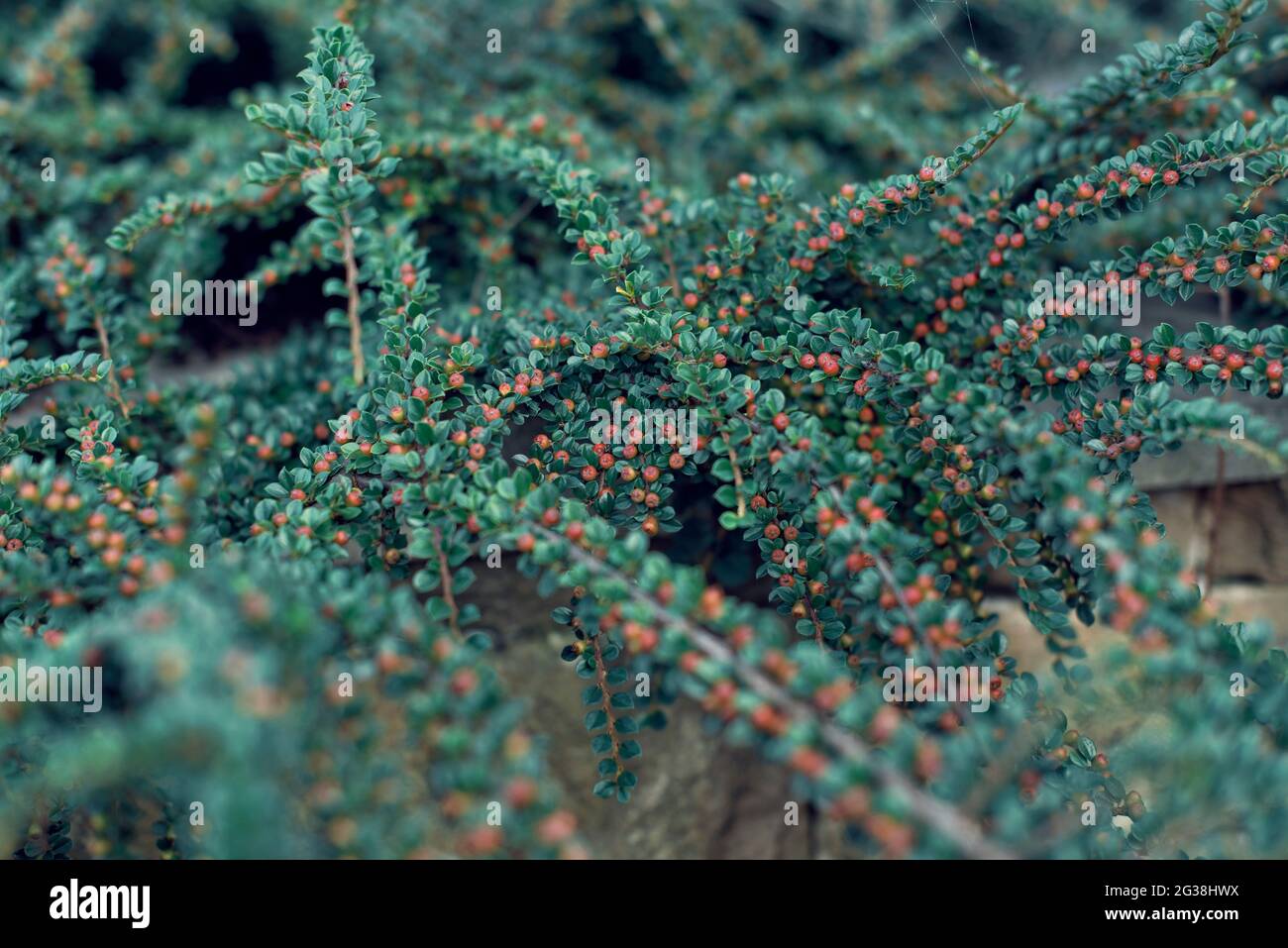 Paesaggi selvaggi in Europa Foto Stock