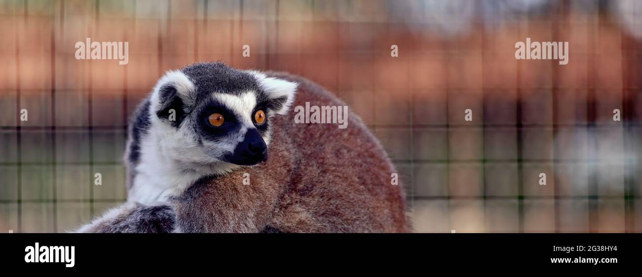 Lemur Catta, un animale curioso Foto Stock