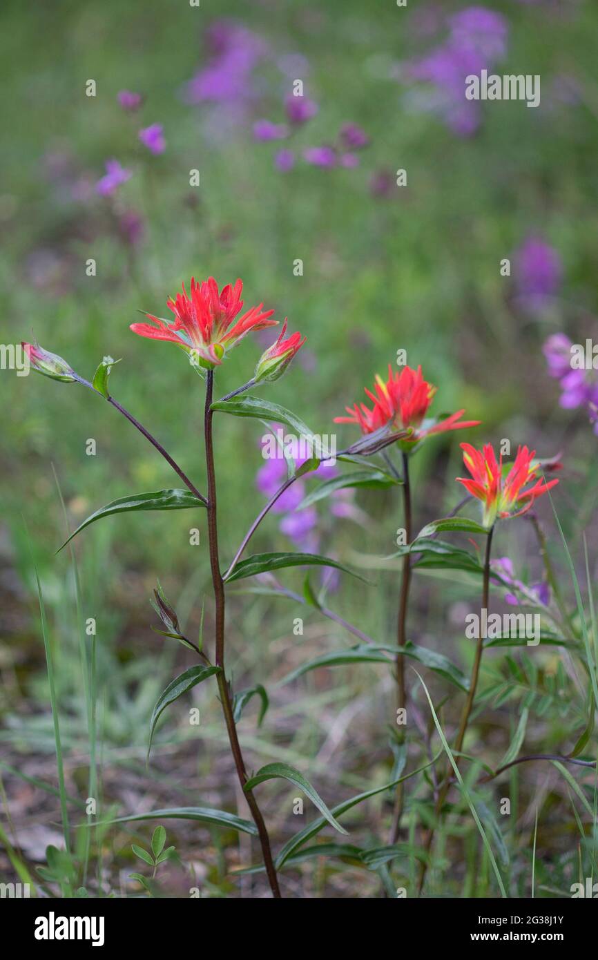 Pennelli con fiori selvatici su Many Springs Trail nella valle montana delle Montane delle Montagne Rocciose, Alberta, Canada (Castilleja sp) Foto Stock