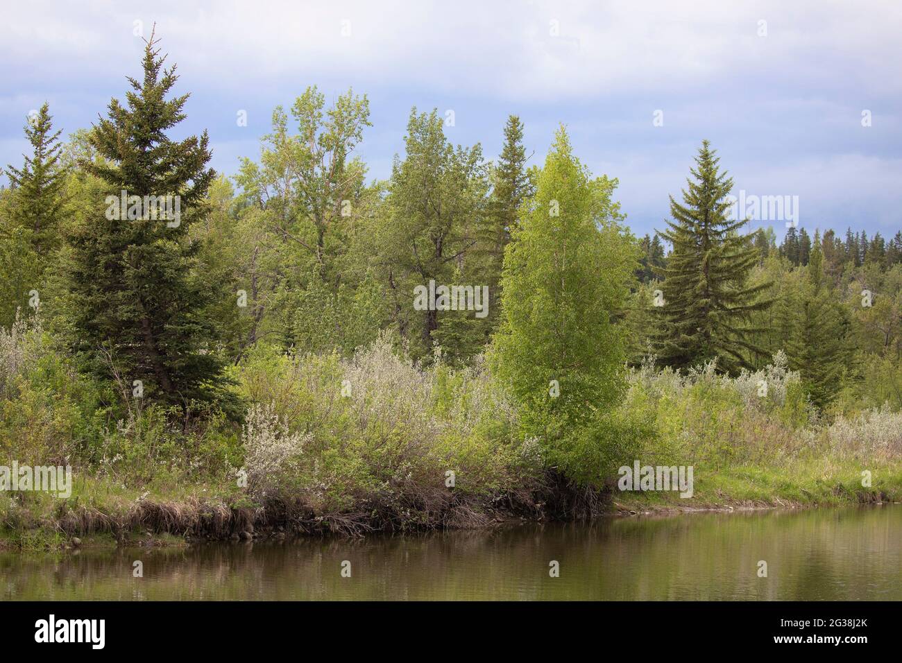 Foresta mista con Spruce bianco, Aspen tremante e Balsam Poplar alberi che crescono su una pianura alluvionale lungo Fish Creek in Alberta, Canada Foto Stock