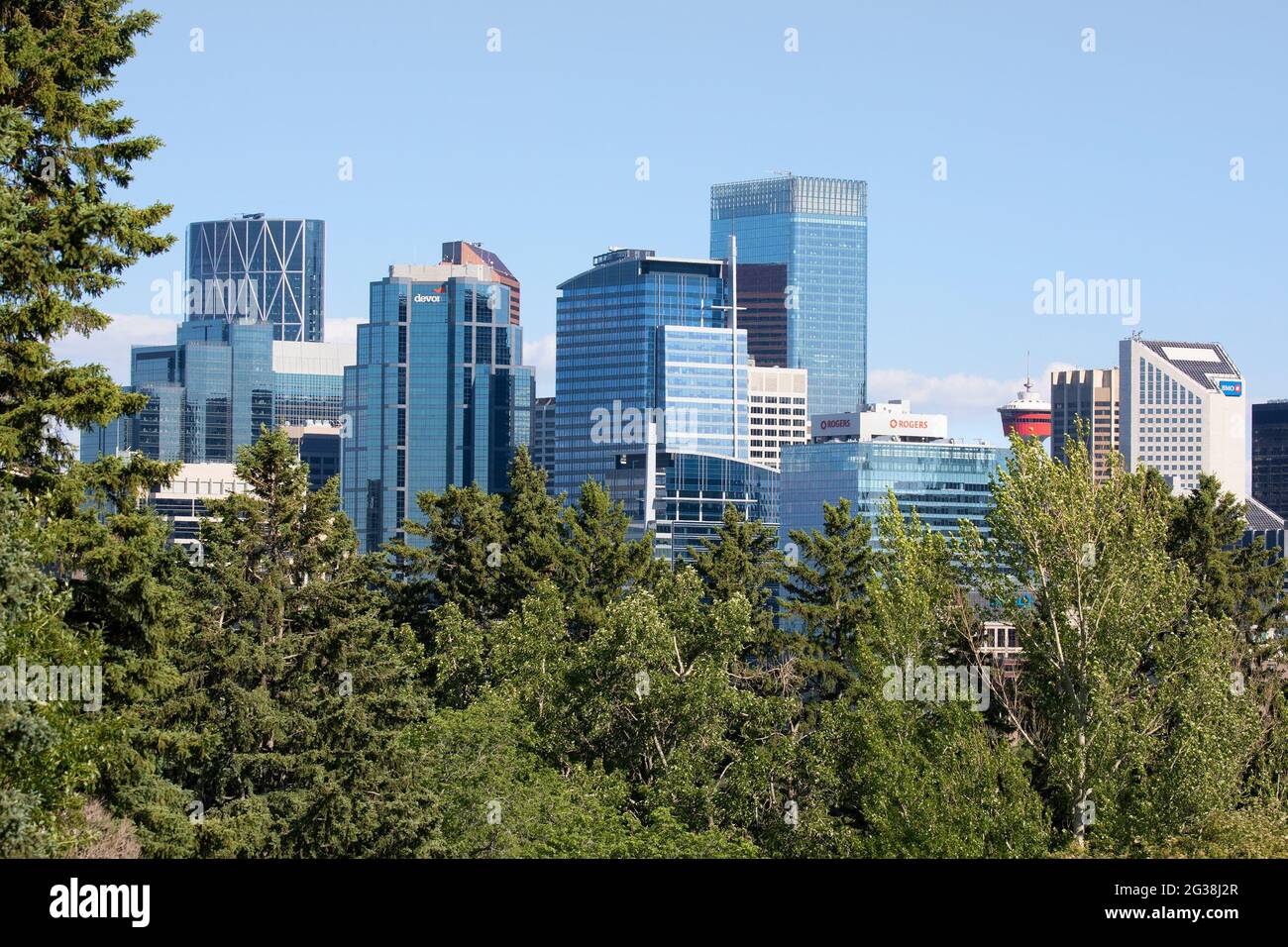 Torri con uffici in vetro nel quartiere finanziario del centro di Calgary, vista attraverso gli alberi di Riley Park, Canada Foto Stock