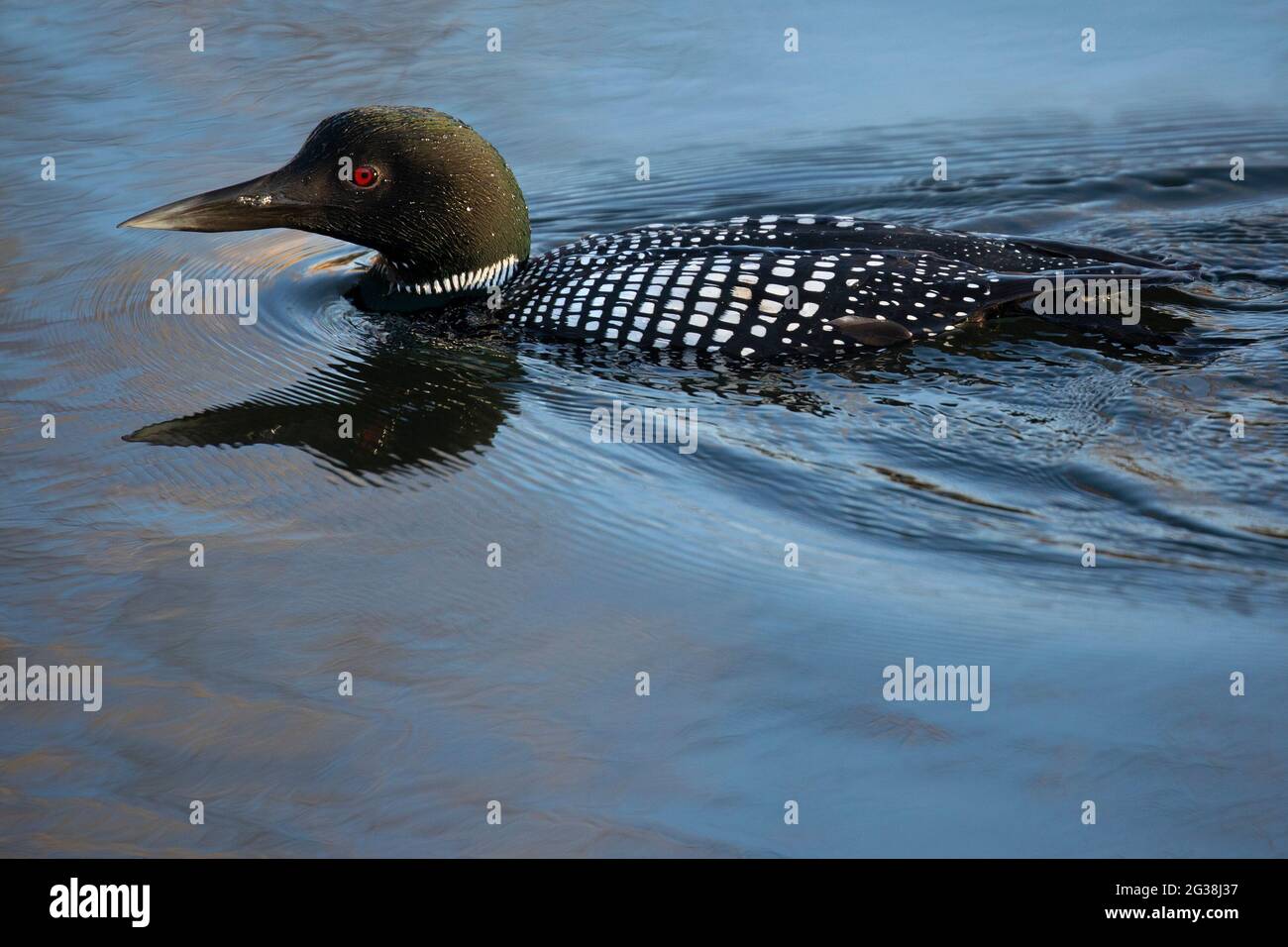 Comune Loon (Gavia immer) nuoto in acqua stagno in un santuario degli uccelli urbano durante una sosta migrazione Foto Stock