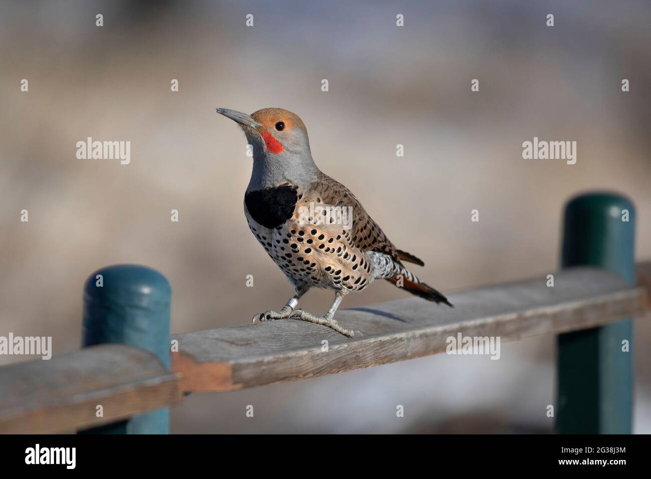 Flicker settentrionale (albero rosso) uccello maschio con gamba fascia arroccata su recinzione nel santuario degli uccelli della città Foto Stock