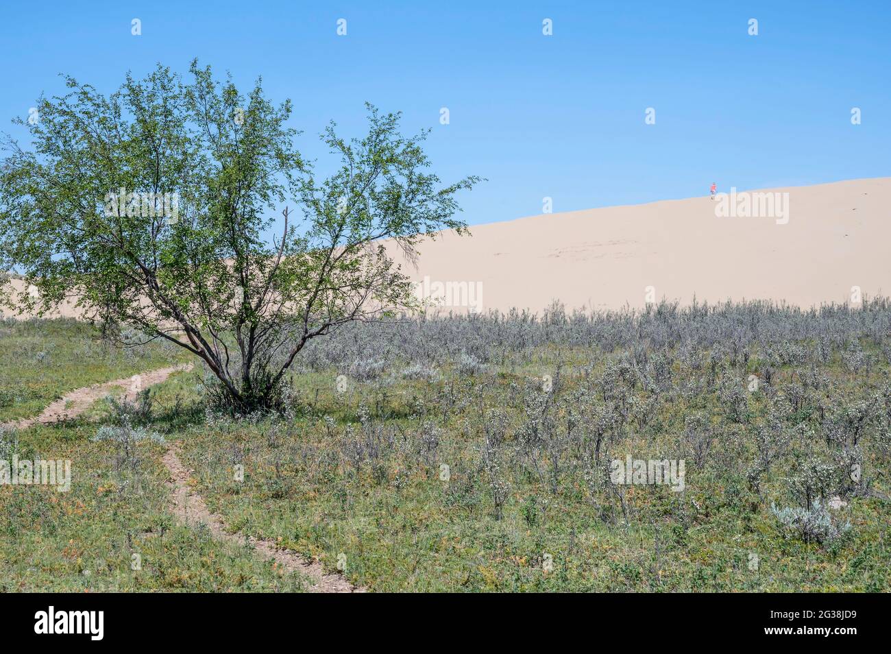 Le Great Sandhills (Sand Hills) vicino Scepter, Saskatchewan, Canada Foto Stock
