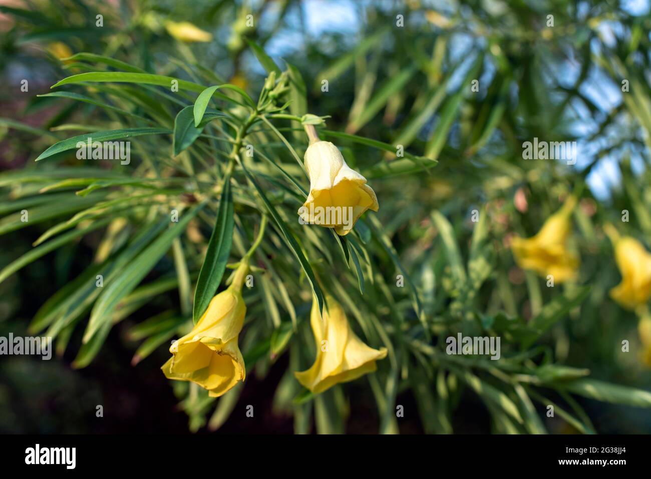 Paesaggi selvaggi dell'africa settentrionale Foto Stock