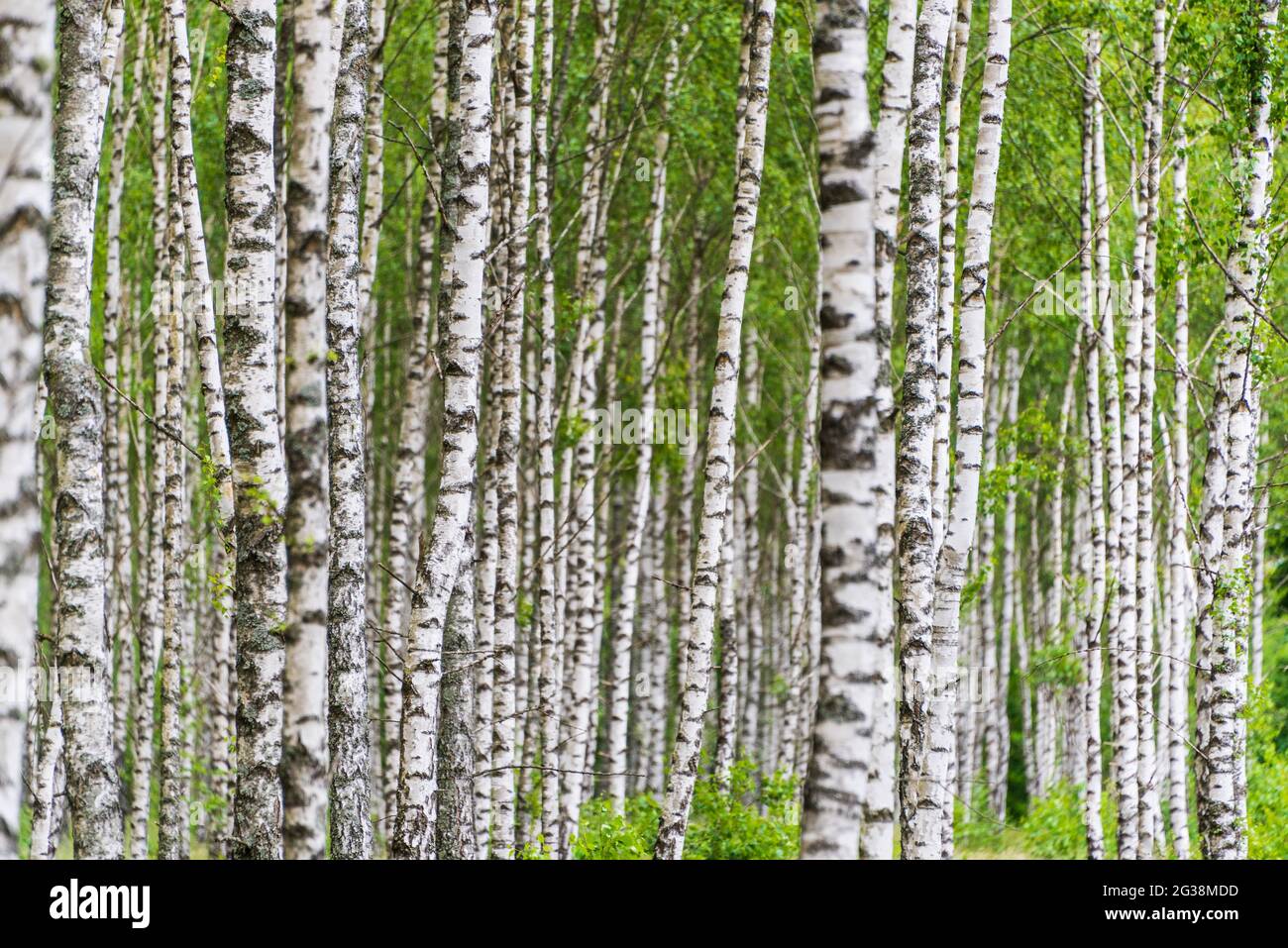 Sfondo naturale ed ecologico composto da alberi di betulla bianchi e neri con elementi di foglie verdi. Foto Stock