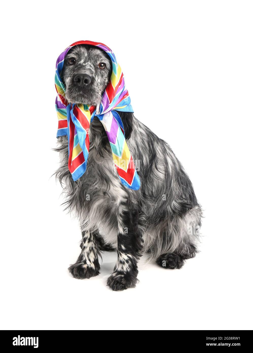 Carino cane in sciarpa su sfondo bianco Foto Stock