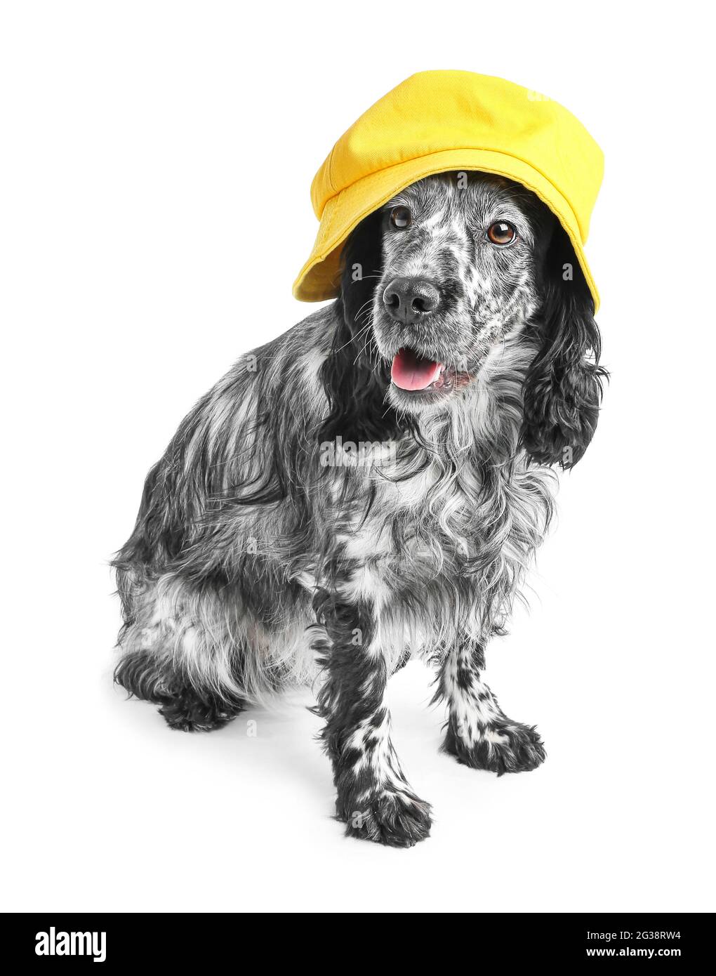 Carino cane in cappello su sfondo bianco Foto Stock