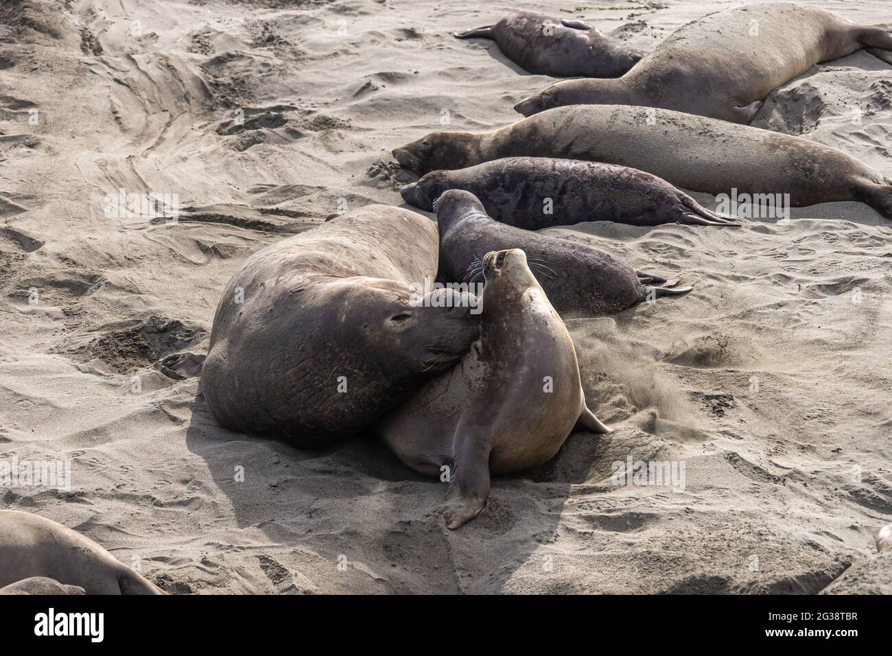 San Simeon, CA, USA - 12 febbraio 2014: Punto di vista dell'Elefante Seal. I tribunali maschili femmina visibilmente godendo l'attenzione. Foto Stock