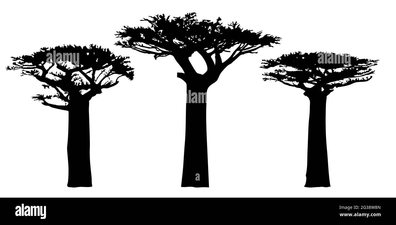 Profilo degli alberi di baobab. Simbolo nazionale dell'albero dell'Angola. Profili baobab. Forme nere su sfondo bianco. Foto Stock