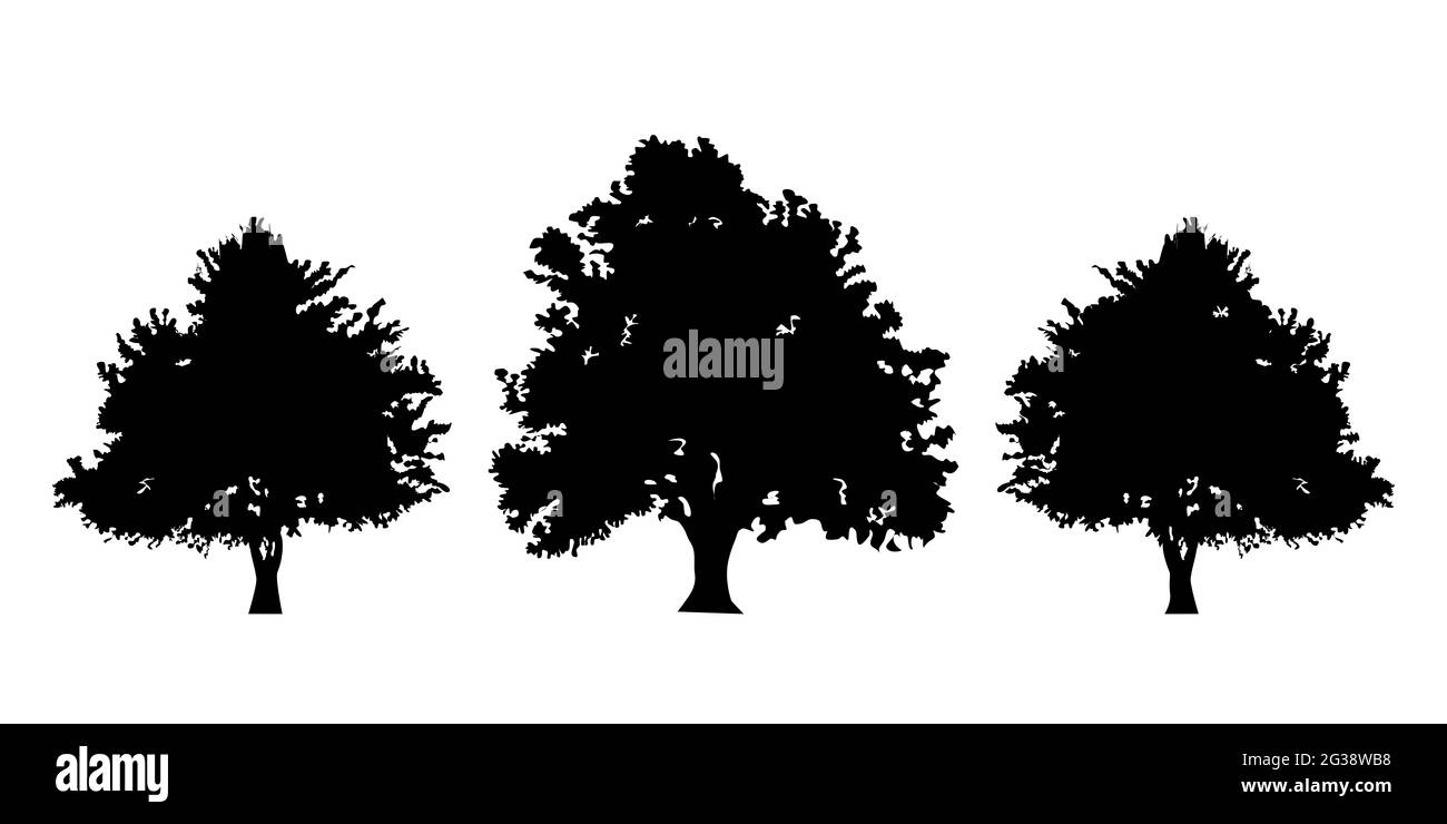 Silhouette di alberi di gelso. Morus, simbolo nazionale dell'albero dell'Afghanistan. Contorni, forme nere su sfondo bianco. Foto Stock