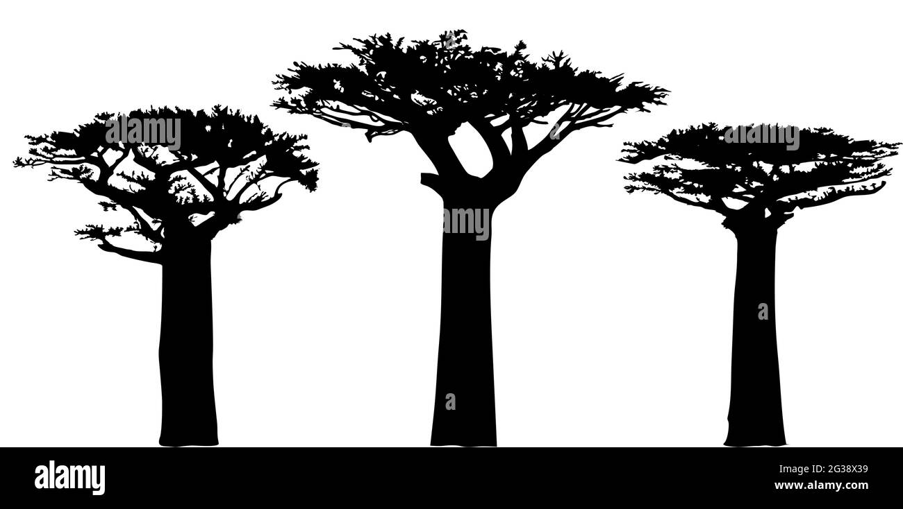 Profilo degli alberi di baobab. Simbolo nazionale dell'albero dell'Angola. Profili baobab. Forme nere su sfondo bianco. Vettore. Illustrazione Vettoriale