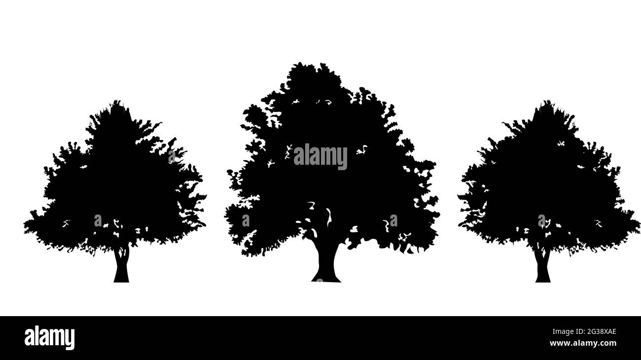 Pennello, disegno, icone per alberi di gelso. Morus, simbolo nazionale dell'albero dell'Afghanistan. Forme nere su sfondo bianco. Vettore Illustrazione Vettoriale