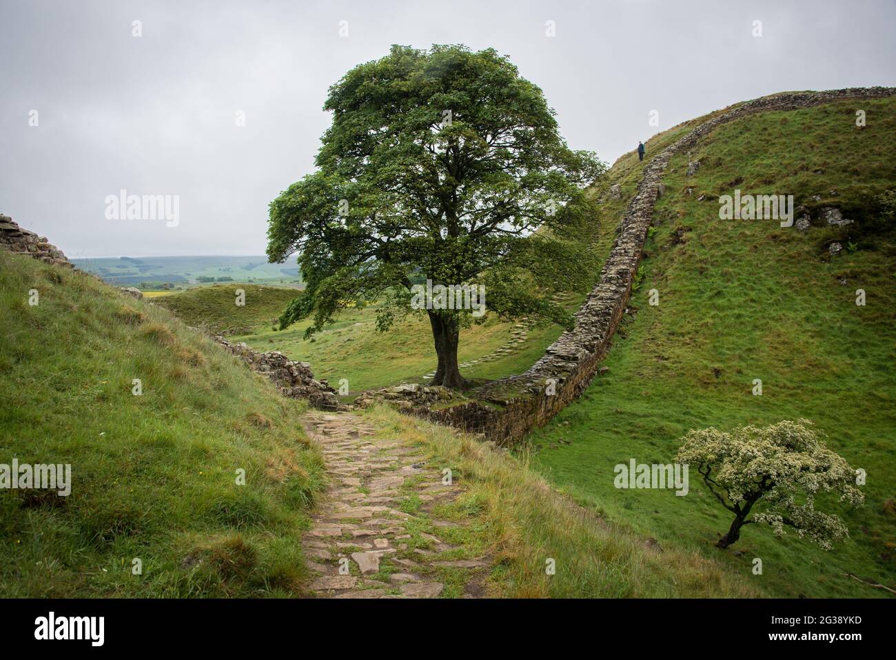 Resti del Vallo di Adriano, l'antico muro di confine romano attraverso il nord dell'Inghilterra, mentre si snodano lungo le colline fino al famoso Sycamore Gap, punto panoramico a ovest del forte romano di Housesteads. Percorrendo tutto il sito patrimonio dell'umanità dell'UNESCO, il sentiero del Vallo di Adriano è uno dei percorsi escursionistici più popolari in Inghilterra. Il famoso albero fu abbattuto in un atto vandalico nel 2023. Foto Stock