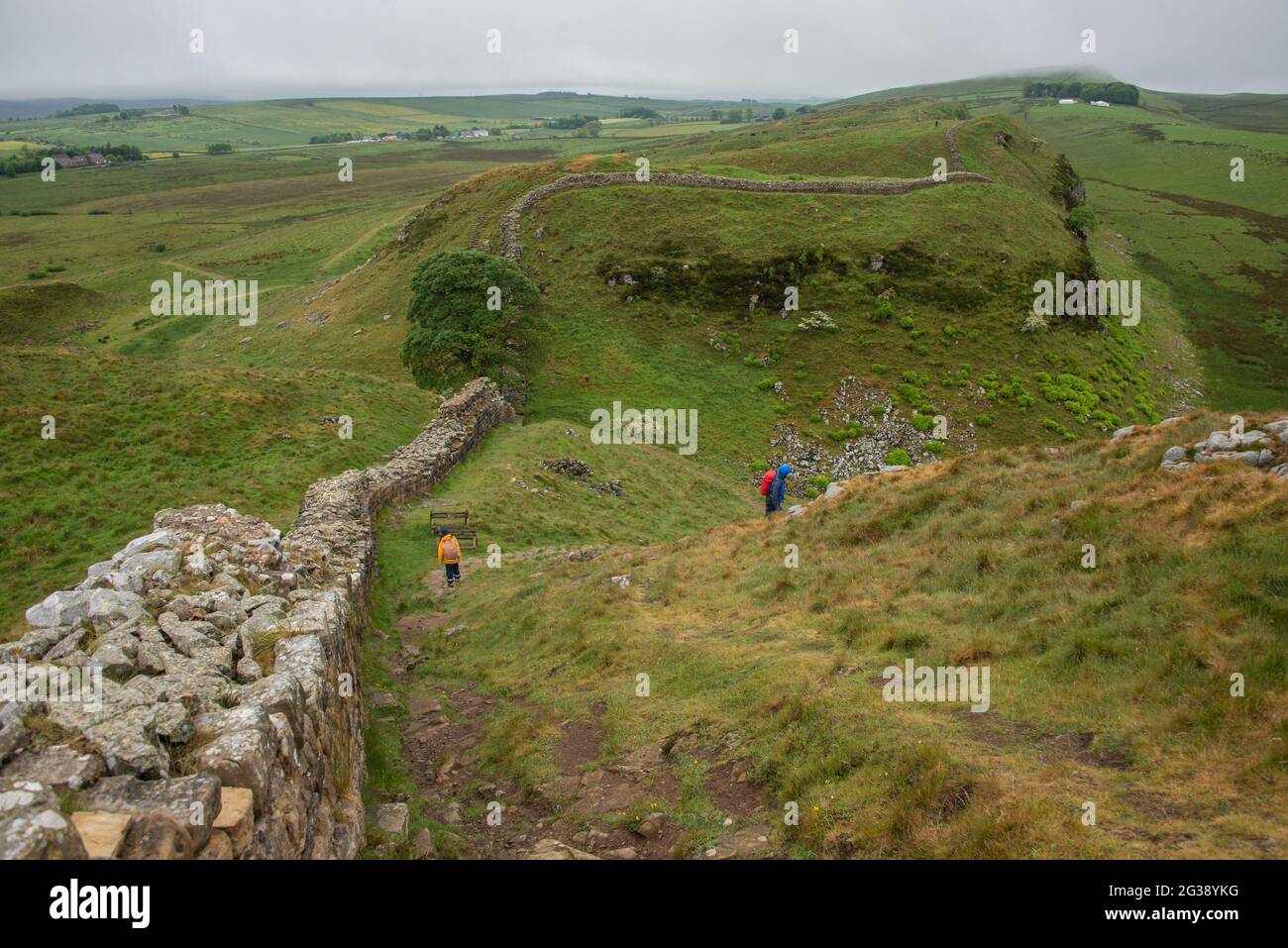 Resti del Vallo di Adriano, l'antico muro di confine romano attraverso il nord dell'Inghilterra, mentre si snodano lungo le colline fino al famoso Sycamore Gap, punto panoramico a ovest del forte romano di Housesteads. Percorrendo tutto il sito patrimonio dell'umanità dell'UNESCO, il sentiero del Vallo di Adriano è uno dei percorsi escursionistici più popolari in Inghilterra. Il famoso albero fu abbattuto in un atto vandalico nel 2023. Foto Stock
