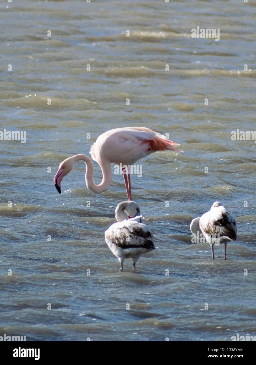 Elegante fenicottero rosa si piega per bere acqua con il suo becco nero di fronte a due uccelli in un lago in Grecia Foto Stock