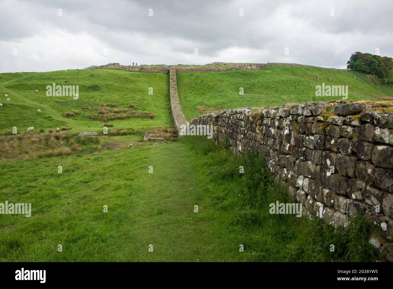 Segmento del Vallo di Adriano, l'antico muro di confine romano attraverso l'Inghilterra settentrionale, che corre in linea diretta fino al forte romano Housesteads sulla collina. Percorrendo tutto il sito patrimonio dell'umanità dell'UNESCO, il sentiero del Vallo di Adriano è uno dei percorsi escursionistici più popolari in Inghilterra. Foto Stock