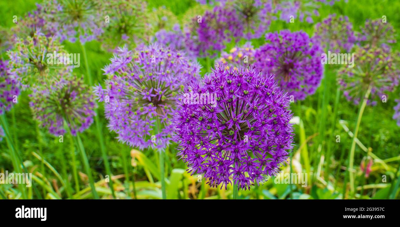 porro selvatico, fioritura dell'allio: grandi palle di piccoli fiori di petalo viola Foto Stock