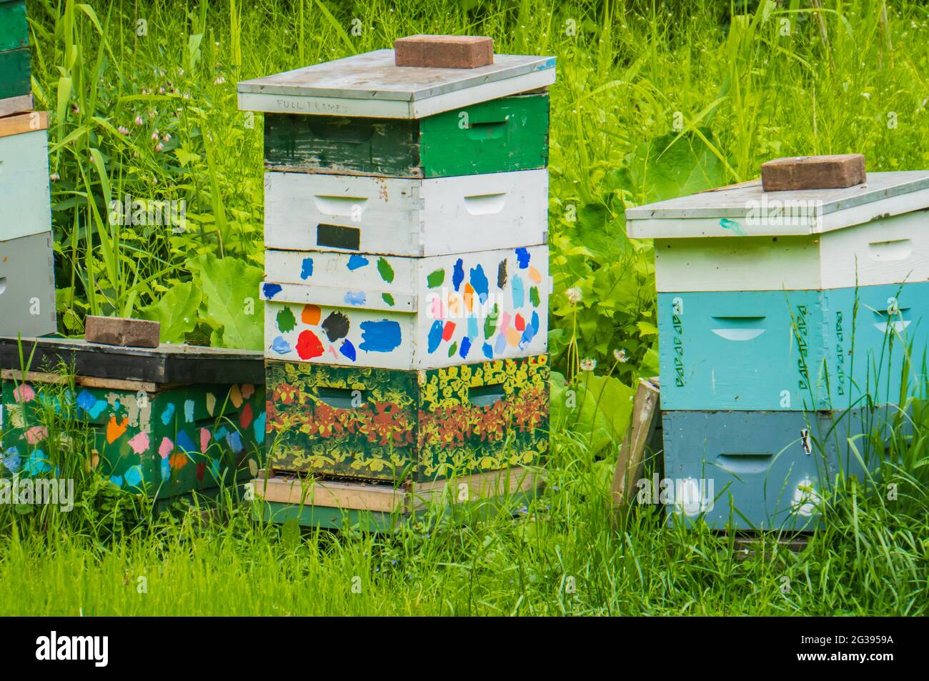 alveari delle api dai colori vivaci Foto Stock