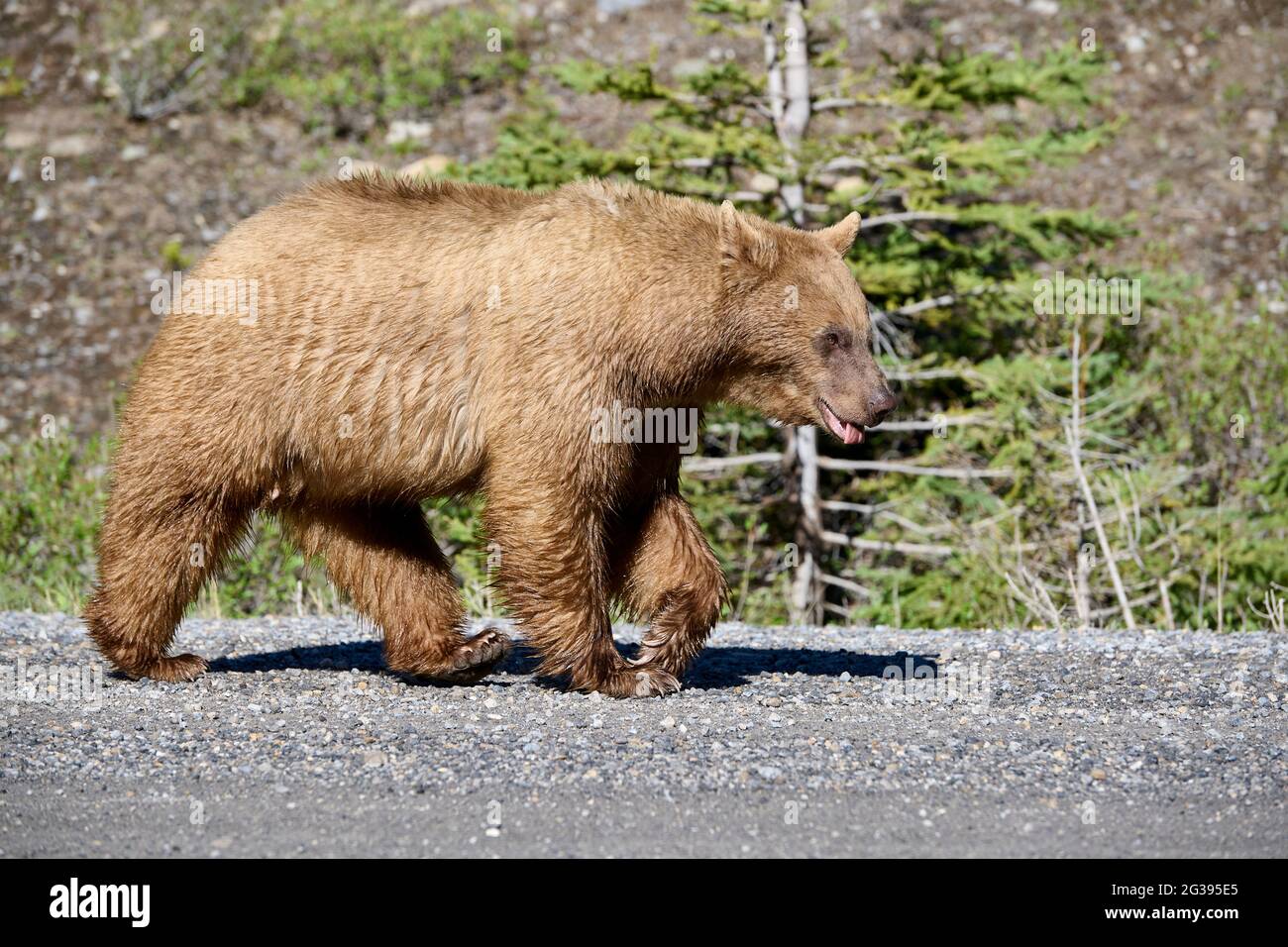 L'orso nero americano rivestito di cannella (Ursus americanus) fa una passeggiata lungo una strada di ghiaia, Spray Lakes Provincial Park, Kananaskis Country, Alberta, CA Foto Stock