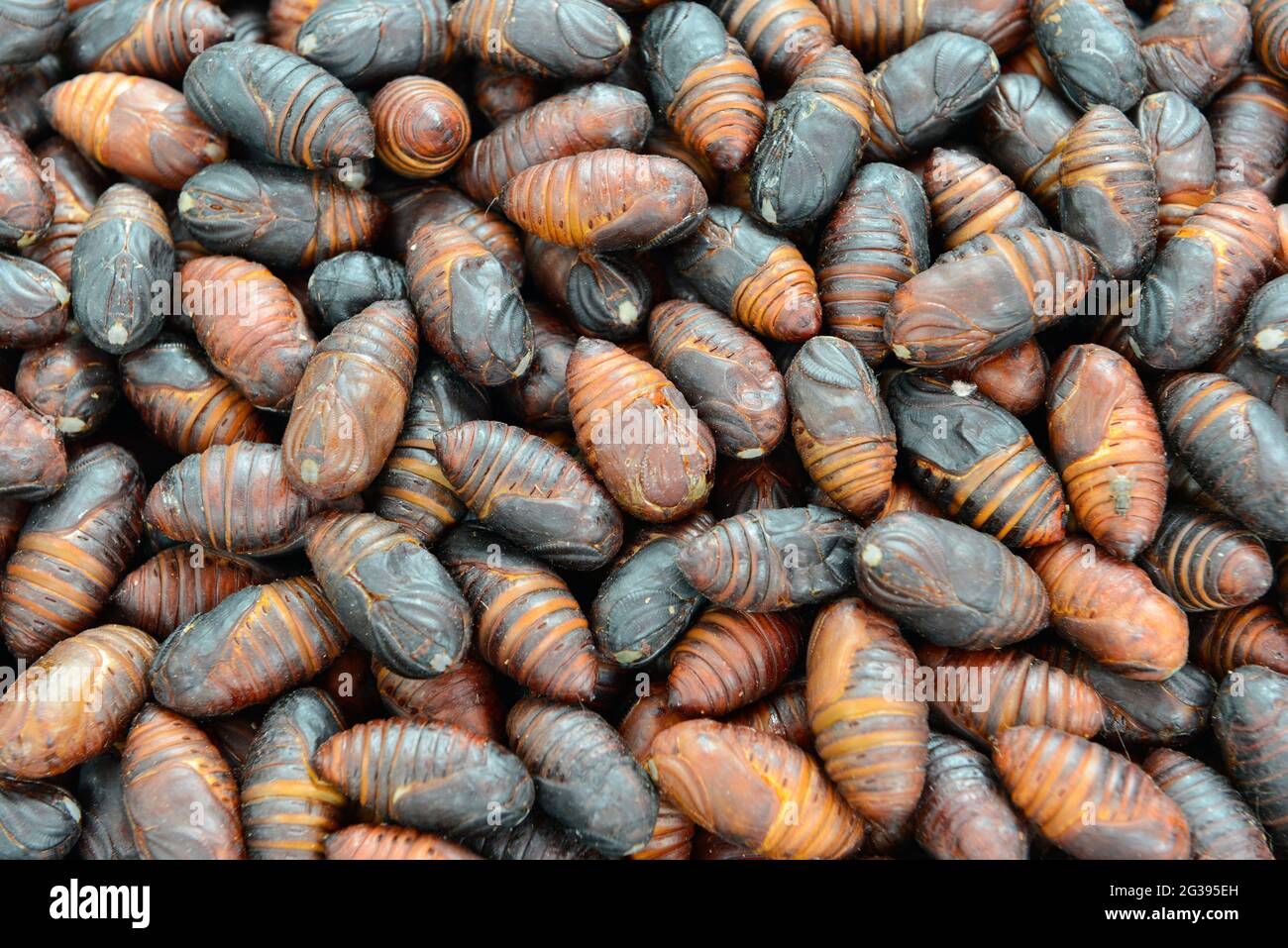 Pupae di insetti commestibili in vendita presso un mercato di strada a  Yantai, provincia di Shandong, Cina Foto stock - Alamy