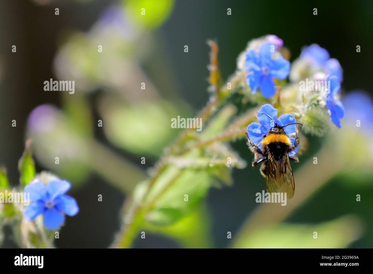 Durante l'estate, in un giardino costiero dell'Inghilterra meridionale, un bumblebee (bombus terrestris) dalla coda di un operaio atterra su un bugloss sempreverde o su "cinque lingue" Foto Stock